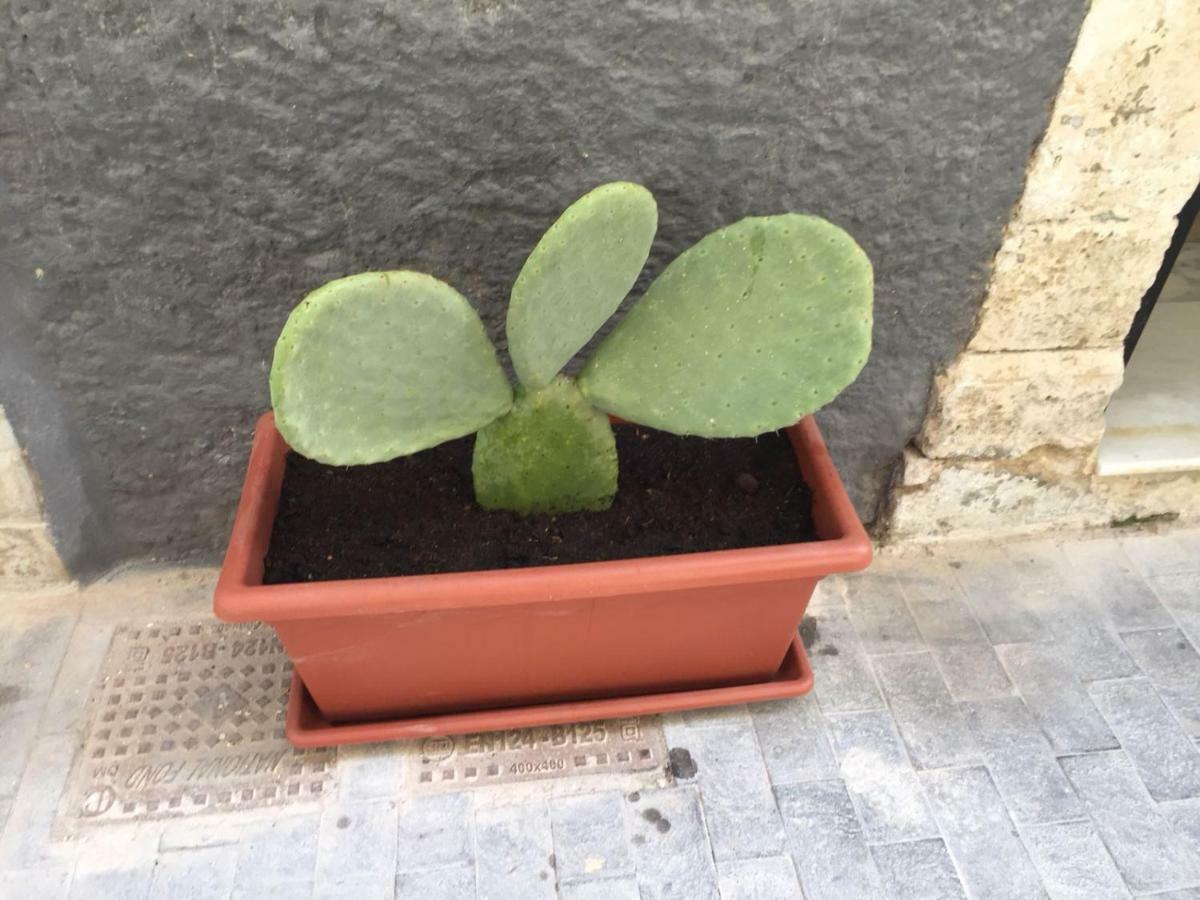 הוילה סירקוזה Casa Rachele מראה חיצוני תמונה